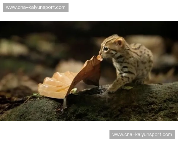 蒙特利尔的猫科动物：当山猫在麦迪逊广场花园遭遇尼克斯的狂野之心